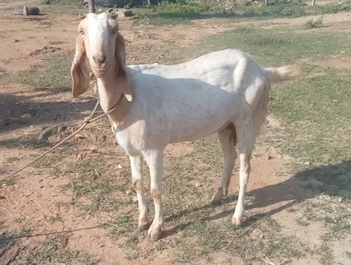 Jamnapari Goat 