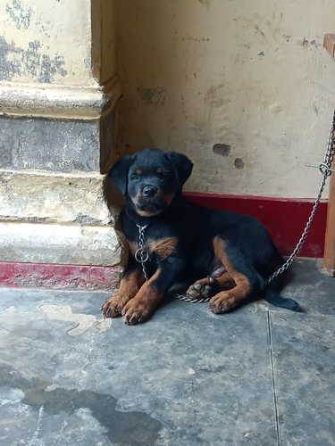Rottweiler Puppy