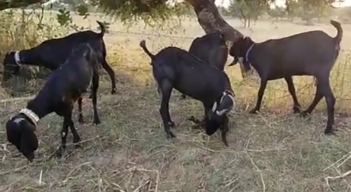 Beetal Goat — photo 2
