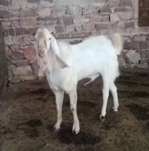 Sojat Goat — photo 4