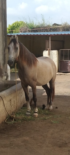 Kathiyawadi Horse