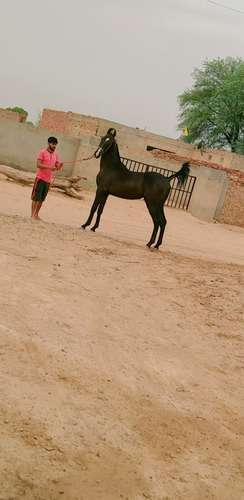 Horse suraj da baccha rajasthani — photo 4