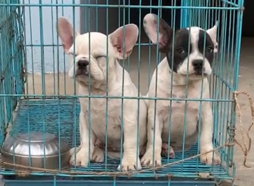 French Bull Dog
