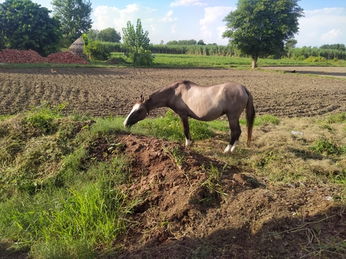 Beautiful horse aur uska baccha — photo 3
