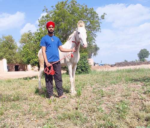 abhor female horse