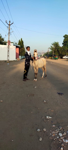 Kathiyawadi Horse — photo 4