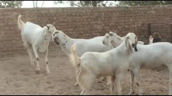 Goat — photo 2