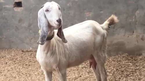 Sojat Goat — photo 4