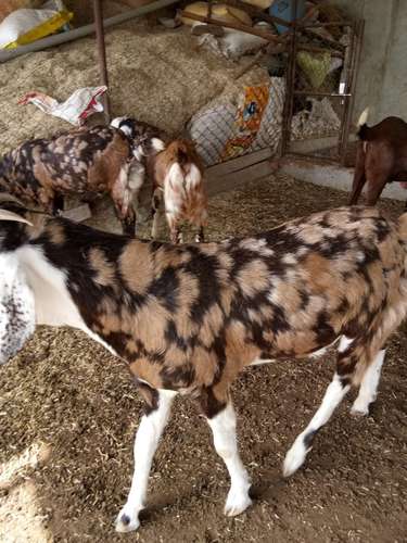 Sirohi & Totapari Gots — photo 2