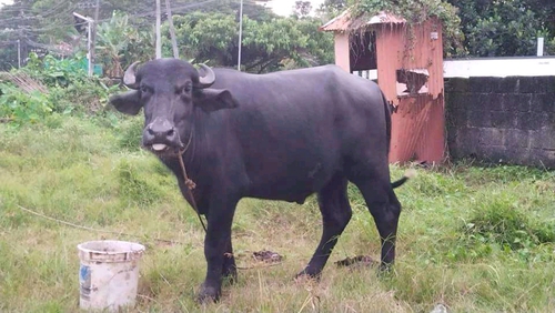 Buffalo Bull — photo 2