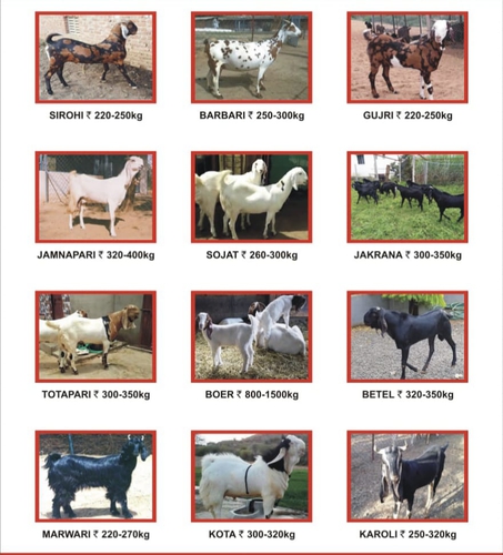 All Breed Goats Available — photo 6