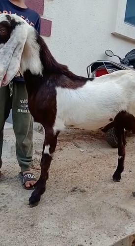 Hyderabadi goat male — photo 3