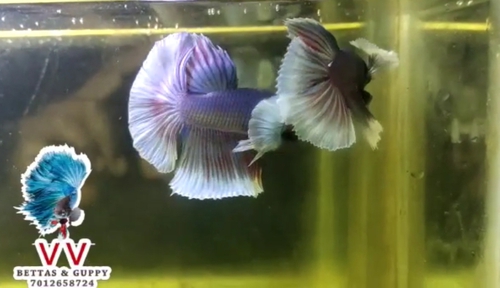 Ohm dumbo ear Fish
