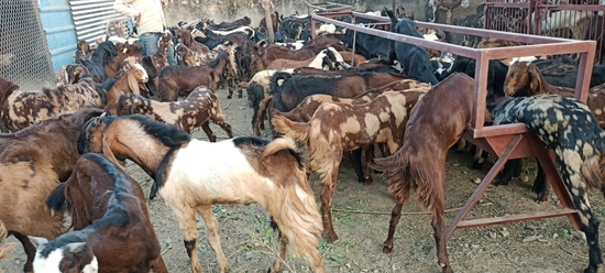 MP GOAT FARM AJMER RAJASTHAN CONTACT 6375303945 — photo 3