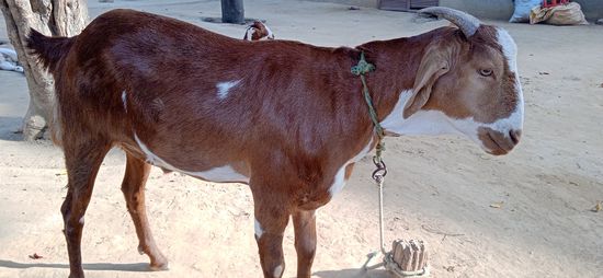 Male goat — photo 5