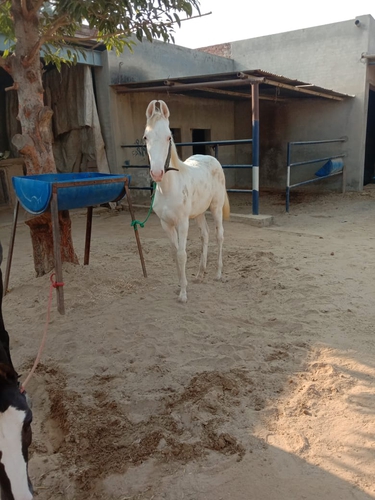 Nukra Horse — photo 2