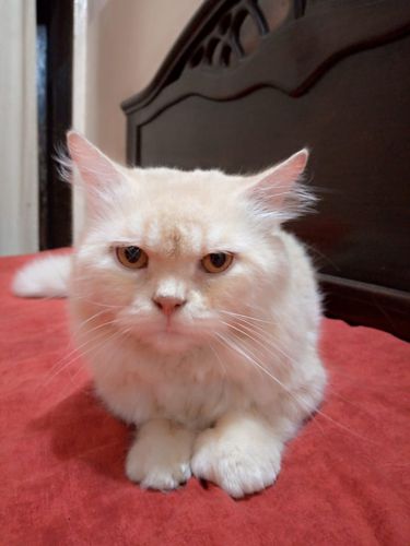 Male Persian Cat In Golden Colour — photo 4