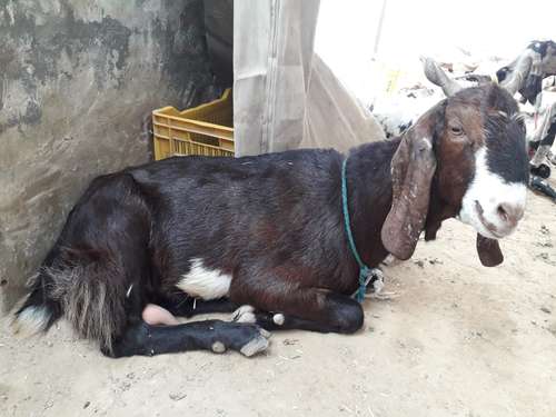 Beetal Goat  — photo 4