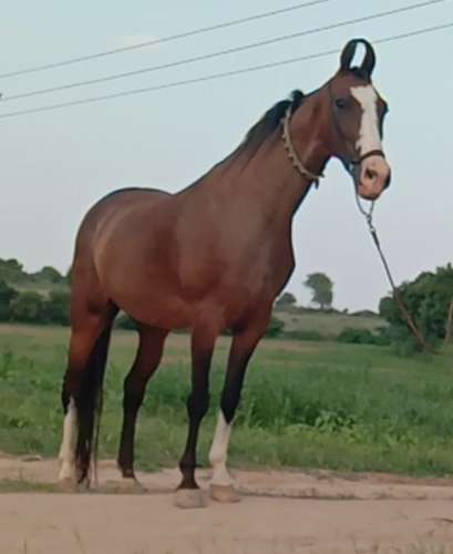 Best breed Horse — photo 3