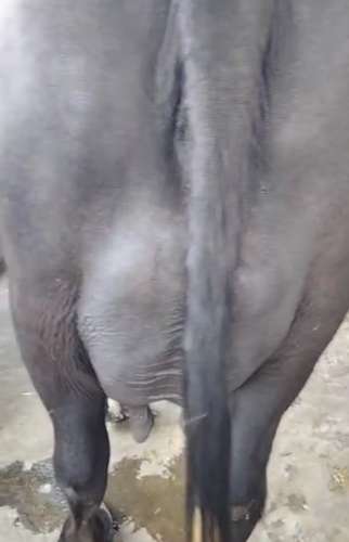 Murraha Buffalo — photo 2
