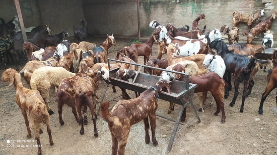Sirohi Male kids 