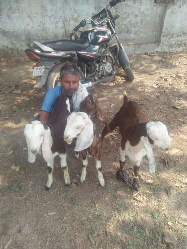 Baby Goat Toptapari, Rajasthani, Ajmeri