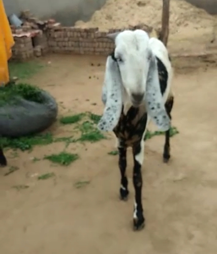 Beetal Goat
