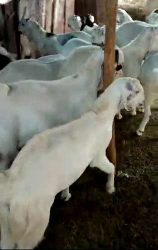 Sojat Goat — photo 5