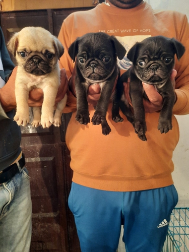 Pug — photo 2