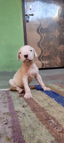 Pitbull — photo 4