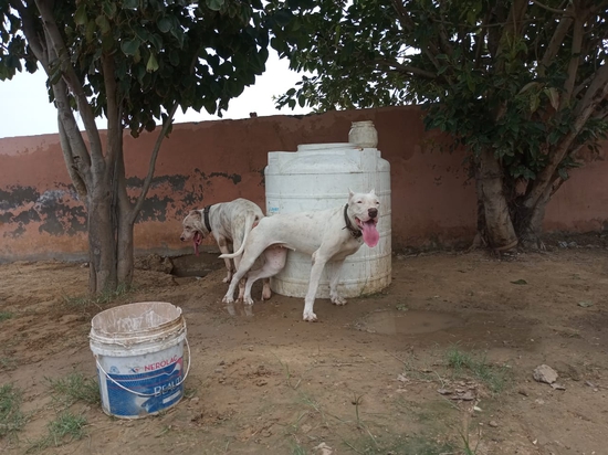 Pitbull — photo 3