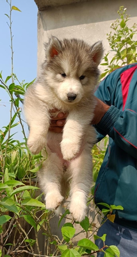 Husky Puppy — photo 2