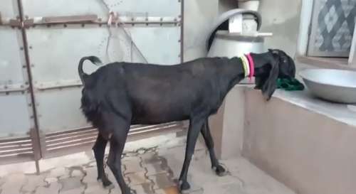 Punjabi Beetal  Female Goat — photo 3
