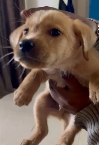 Labrador Puppy