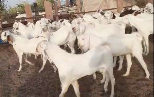 Sojat Goat — photo 3
