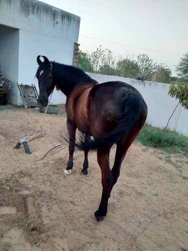 Marwari horse — photo 2