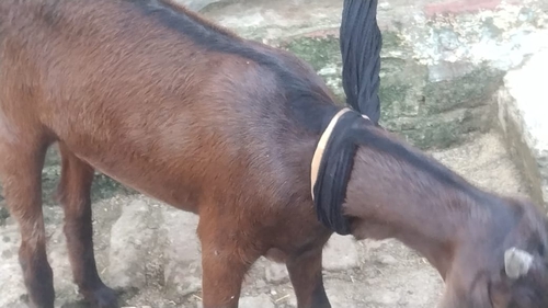 Desi Cross breed — photo 4