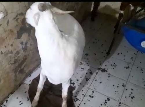 Patira Cross Goat — photo 4