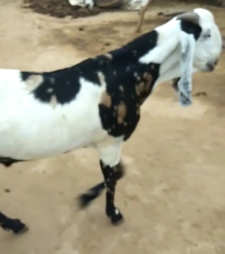 Beetal Goat — photo 4