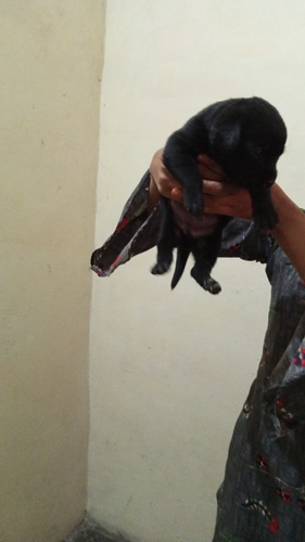 Dog Bazar hathras all type dog sale purchase all breed avilabl in hathras up
