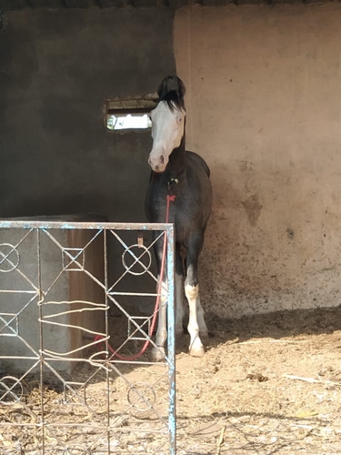 Kathiyawadi Marwari Mix — photo 2