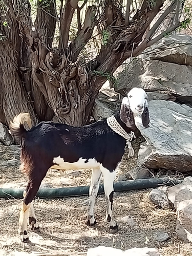 Desi Goat — photo 3