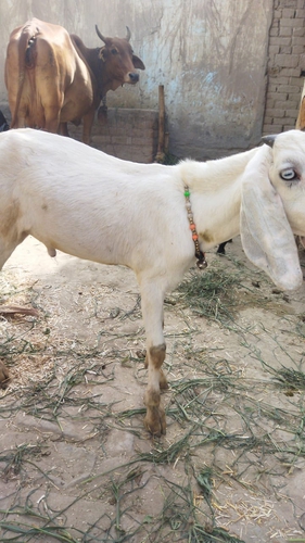 Gulabi goat