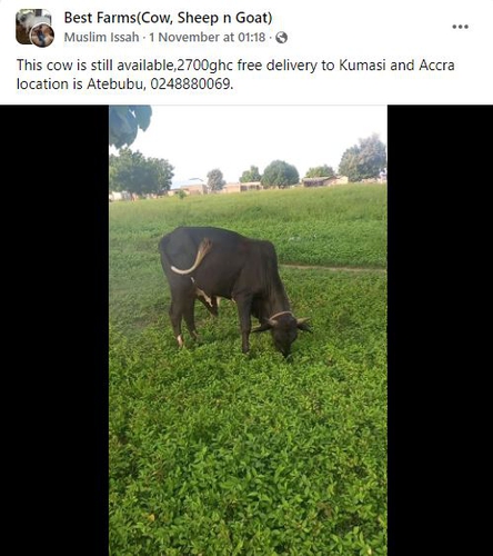 Cow  — photo 2