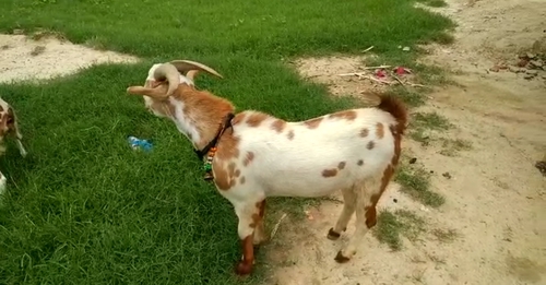 Barbara Goat  — photo 3