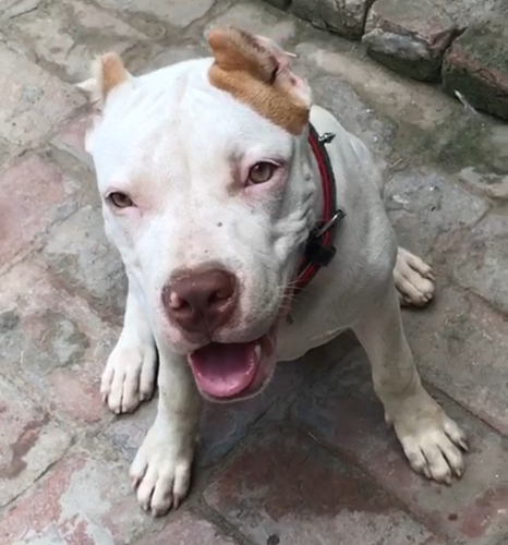 Pitbull Puppy — photo 2