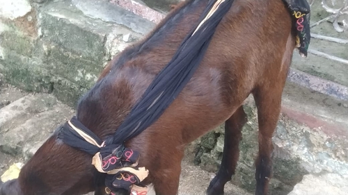 Desi Cross breed — photo 2