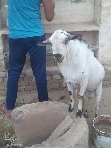 Barbari Goat — photo 3
