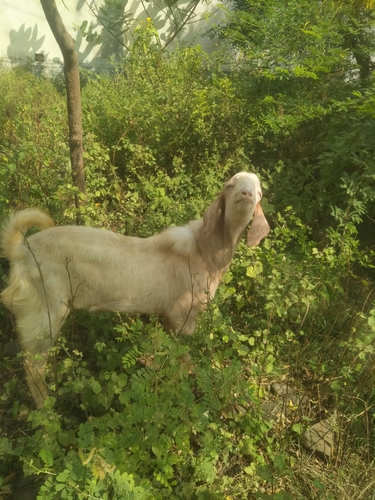 Goat — photo 3