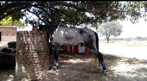 Pure Sindhi Horse — photo 3